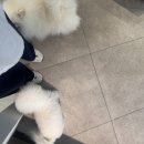 깡아지미용실 네이버블로그