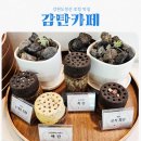 지장천 | 강원도 정선맛집 감탄카페 feat 감탄빵맛집