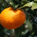 귤나무한의원 이미지