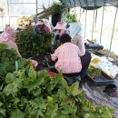 삽목의 달인??~블랙커런트 녹지삽목~ 이미지