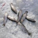 평창송어축제 이미지