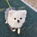 낙동제방 공원관리사무소옆 | 부산 꽃구경 삼락 생태공원 낙동제방 벚꽃길 다녀왔어요(ft.실시간 개화 현황)