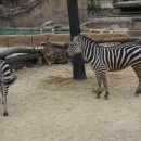 통나무밸리 이미지