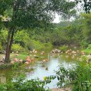 뉴비봉관광(주) | 베트남 푸꾸옥 빈펄 사파리 후기 입장료, 티켓 싸게 사는 법부터 관광팁까지