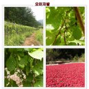 홍천산천마을