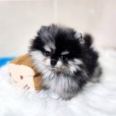 강남켄넬 | 강남 포메라니안 블루멀 분양 후기: 특별한 선택, 행복한 동행!