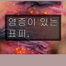 모루스알바