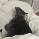 B35-1 | B35. 서울퍼틸리티 시험관 2차 | 과배란 중간 점검 | 새벽 6시 오픈런 | 고날에프, 세트로타이드 | 19...