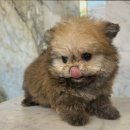 빅토리아펫 강아지고양이 잠실점 | [리뷰] 빅토리아펫 강아지고양이 잠실점, 잠실고양이분양으로 행복한 입양!