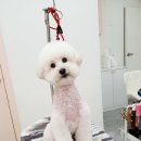 투숑펫살롱 이미지