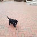 워킹페코 이미지