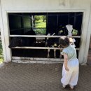 미소체험 | 제주 아침미소목장 아기랑 우유주기 체험 카페 후기