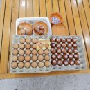 에이스스파랜드 이미지