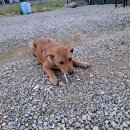 대관령동물병원 이미지