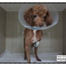 미드미동물병원 이미지