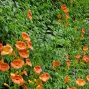 뚝섬한강공원-28 이미지