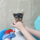 아기강아지 이미지