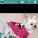 우리집코코 이미지