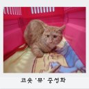 뮤동물병원 이미지