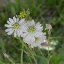 푸른산내들 이미지