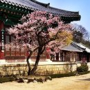 통도사 Daum카페