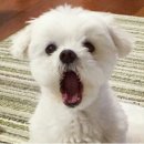 경기도 수원시 장안구 정조로934번길 이미지