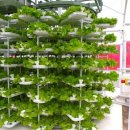 엘지농장 이미지