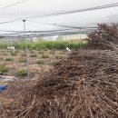 임대길농장 이미지