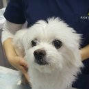 Dr.dog동물의료센터 이미지