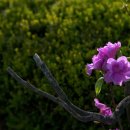 장산골 Daum카페