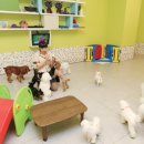 애견미장원 이미지