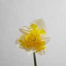 프린탈 이미지