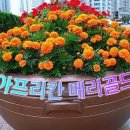 메리 골드 이미지