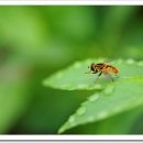 숲속의 공주 이미지