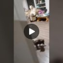 (주)마코펫 이미지