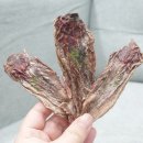 펫잇보리 이미지