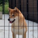 시바견 전문 가도켄넬 이미지