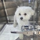 튼튼동물병원 네이버블로그