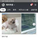 해피독쌤 이미지