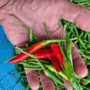 산우 농장 이미지