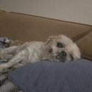 라임동물병원 이미지