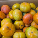 강진-46 | 강진 삼인팜 단감 감평 후기