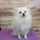 라미펫살롱 이미지