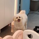 애견미용실 이미지