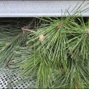 솔잎농장 이미지