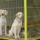 필애견훈련학교 이미지