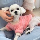 펫친구 이미지