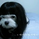 강쥐 이미지