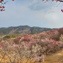 큰들 | [3월 일상 기록_#04] 진주 큰들곰탕, 매화숲, 옳커피 후기