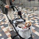 1099 | 피카노리 개모차 솔직후기 | 피카노리 프리미엄 일체형 유모차 이지S 플러스(PECA1099)